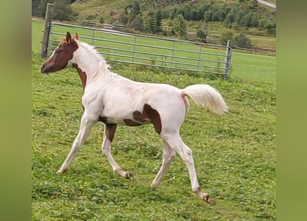 Arabisches Partbred, Hengst, Fohlen (04/2025)