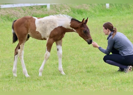 Arabisches Partbred, Hengst, Fohlen (04/2024), Schecke