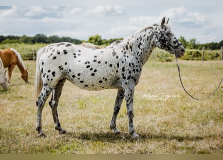 Arabisches Partbred, Stute, 13 Jahre, 150 cm, Tigerschecke