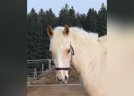 Arabisches Partbred, Stute, 3 Jahre, 150 cm, Palomino