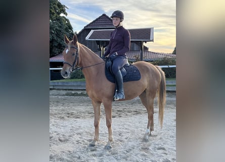 Arabisches Partbred, Stute, 5 Jahre, 148 cm, Fuchs
