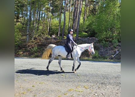 Arabisches Partbred, Stute, 8 Jahre, 162 cm, Apfelschimmel