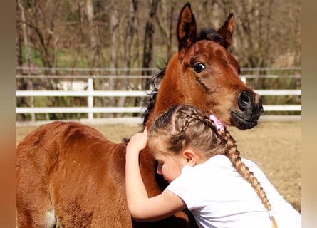 Arabisches Partbred, Stute, , 150 cm, Brauner