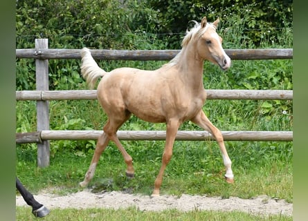 Arabisches Partbred, Stute, Fohlen (02/2024), 153 cm, Palomino