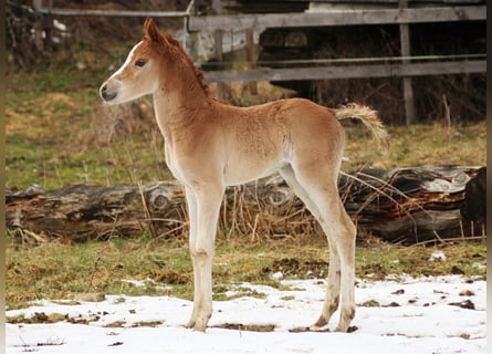 Arabisches Partbred, Stute, Fohlen (02/2026), 155 cm, Fuchs