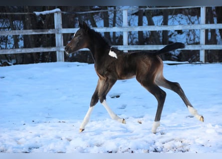 Arabisches Partbred, Stute, Fohlen (01/2026), 155 cm, Schecke