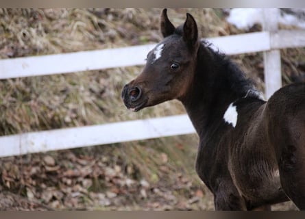 Arabisches Partbred, Stute, Fohlen (01/2026), 155 cm, Schecke