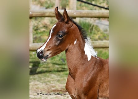 Arabisches Partbred, Stute, , 155 cm, Tobiano-alle-Farben