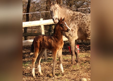 Arabisches Partbred, Stute, Fohlen (02/2026), 158 cm, Brauner