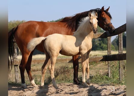 Arabisches Partbred, Stute, Fohlen (05/2026), Palomino