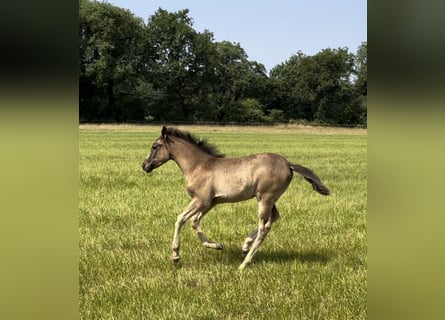 Arabisches Partbred, Stute, , Rappschimmel