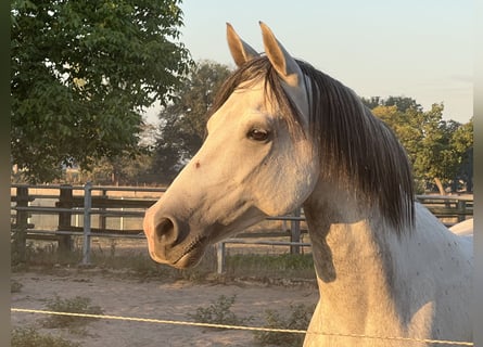 Arabisches Partbred, Wallach, 11 Jahre, 155 cm, Schimmel
