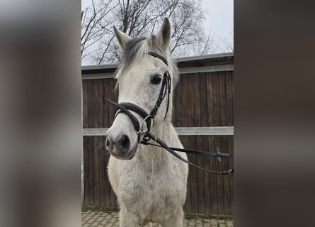 Arabisches Partbred Mix, Wallach, 13 Jahre, 152 cm, Schimmel