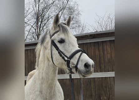 Arabisches Partbred Mix, Wallach, 13 Jahre, 154 cm, Schimmel