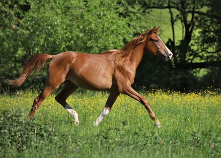 Arabisches Partbred, Wallach, 3 Jahre, Fuchs