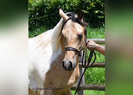 Arabisches Partbred, Wallach, 4 Jahre, 154 cm, Tobiano-alle-Farben