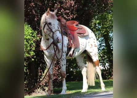 Arabisches Partbred, Wallach, 6 Jahre, 155 cm, Tigerschecke