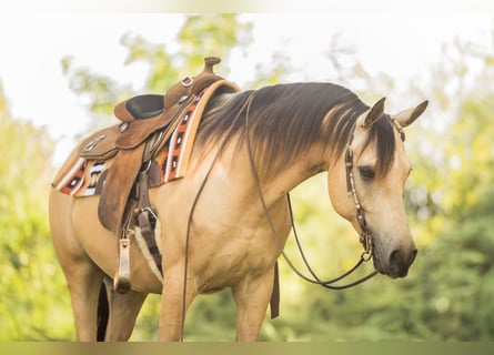 Arabisches Partbred, Wallach, 7 Jahre, 153 cm, Buckskin
