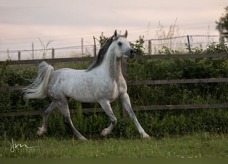 Arabiskt fullblod, Hingst, 12 år, 153 cm, Grå-flugskimmel