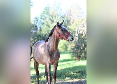 Vollblutaraber, Hengst, 1 Jahr, 144 cm, Schimmel