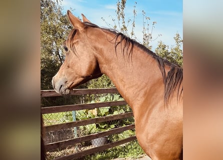 Arabiskt fullblod, Hingst, 1 år, 152 cm, Brun