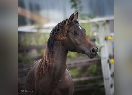 Arabiskt fullblod, Hingst, 1 år, 155 cm, Mörkbrun