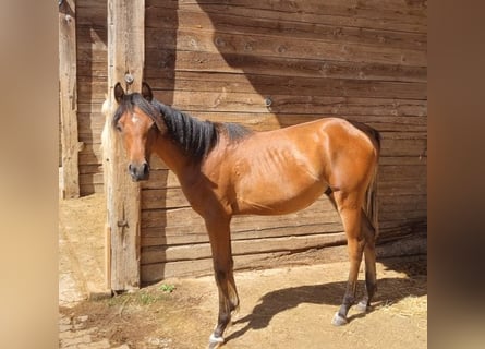 Arabiskt fullblod, Hingst, 1 år, 156 cm, Brun