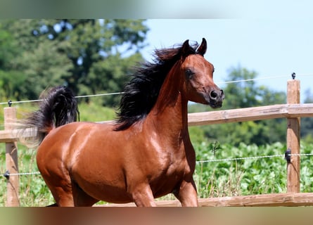 Arabiskt fullblod, Hingst, 1 år, 158 cm, Brun