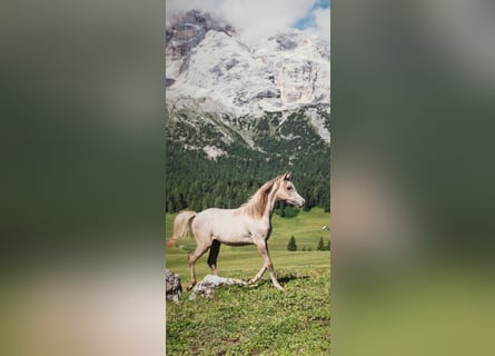 Arabiskt fullblod, Hingst, 1 år, Grå