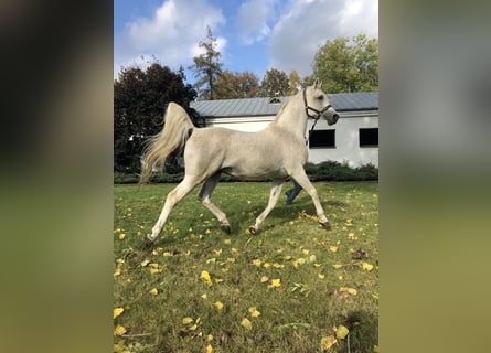 Arabiskt fullblod, Hingst, 21 år, Grå