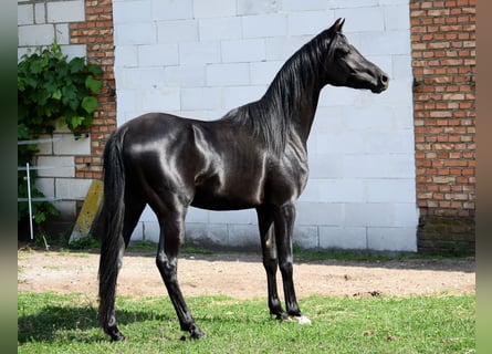 Arabiskt fullblod, Hingst, 2 år, 149 cm, Svart