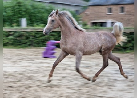 Arabiskt fullblod, Hingst, 2 år, 155 cm, Grå-flugskimmel