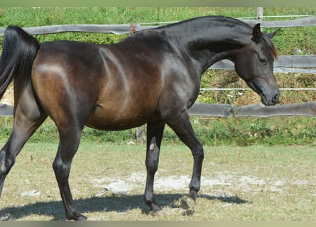 Arabiskt fullblod, Hingst, 3 år, 150 cm, Rökfärgad svart