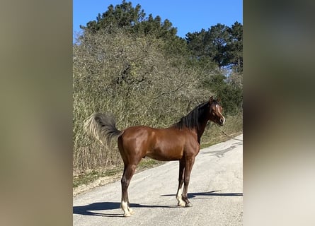 Arabiskt fullblod, Hingst, 4 år, 154 cm, Brun