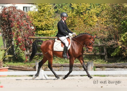 Arabiskt fullblod, Hingst, 8 år, 154 cm, Brun