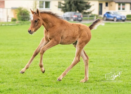 Arabiskt fullblod, Hingst, Föl (02/2024), 153 cm, Brun