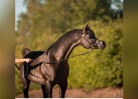 Arabiskt fullblod, Hingst, Föl (04/2024), 154 cm, Brun