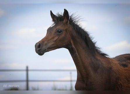 Arabiskt fullblod, Hingst, Föl (03/2024), 155 cm, Brun