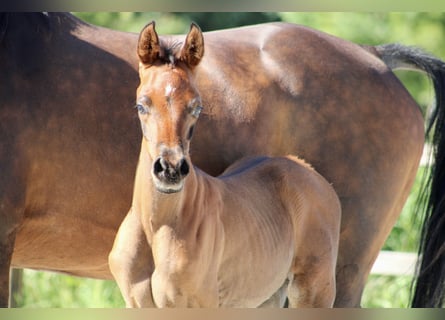 Arabiskt fullblod, Hingst, Föl (05/2024), 156 cm, Brun