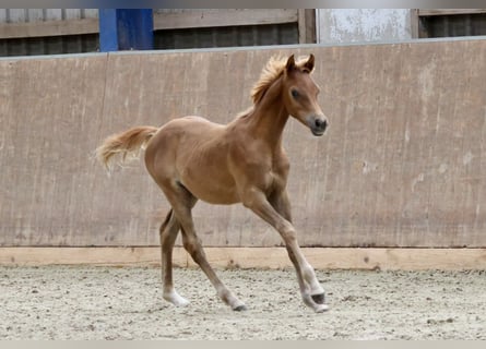 Arabiskt fullblod, Hingst, Föl (03/2024), fux