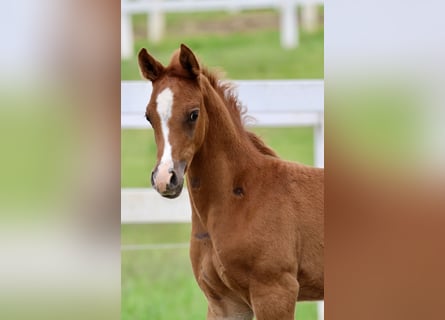 Arabiskt fullblod, Hingst, Föl (04/2024), fux