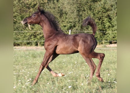 Vollblutaraber, Hengst, Fohlen (07/2024), Schimmel