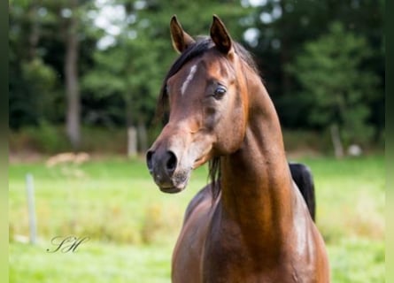 Arabiskt fullblod, Hingst, 19 år, 164 cm, Mörkbrun