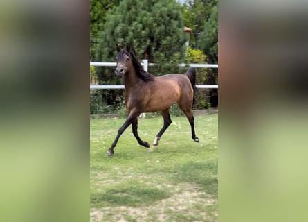 Arabiskt fullblod, Sto, 10 år, 151 cm, Brun