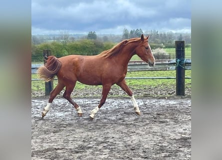 Vollblutaraber, Stute, 3 Jahre, 151 cm, Fuchs