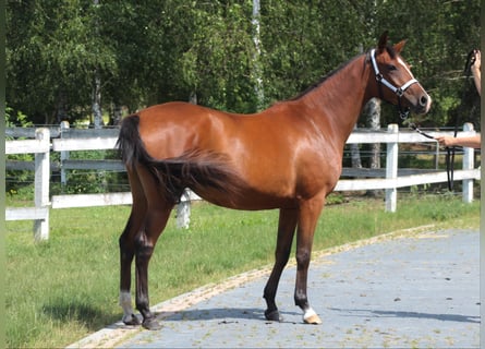 Arabiskt fullblod, Sto, 3 år, 157 cm, Brun