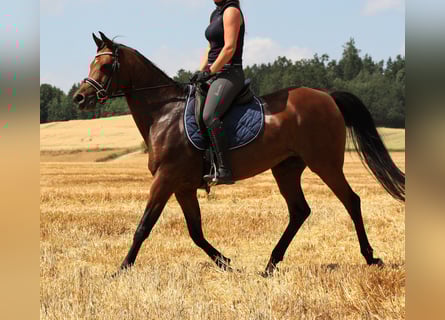 Arabiskt fullblod, Sto, 8 år, 157 cm, Brun