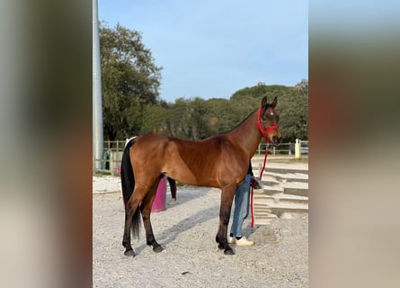 Arabiskt fullblod, Valack, 10 år, 154 cm, Brun