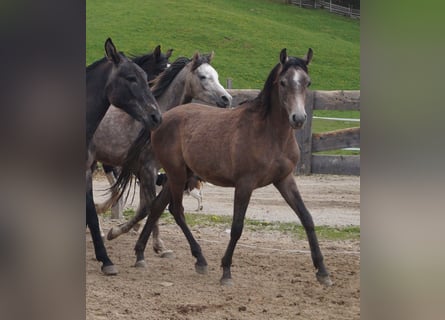 Arabiskt fullblod, Valack, 2 år, 155 cm, Braunfalbschimmel