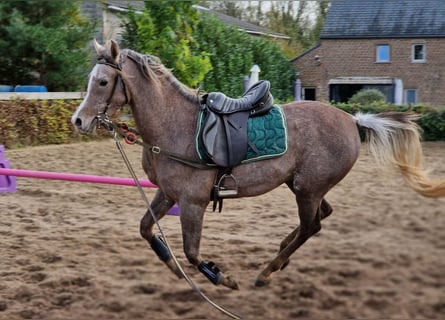 Arabiskt fullblod, Valack, 2 år, 155 cm, Grå-flugskimmel